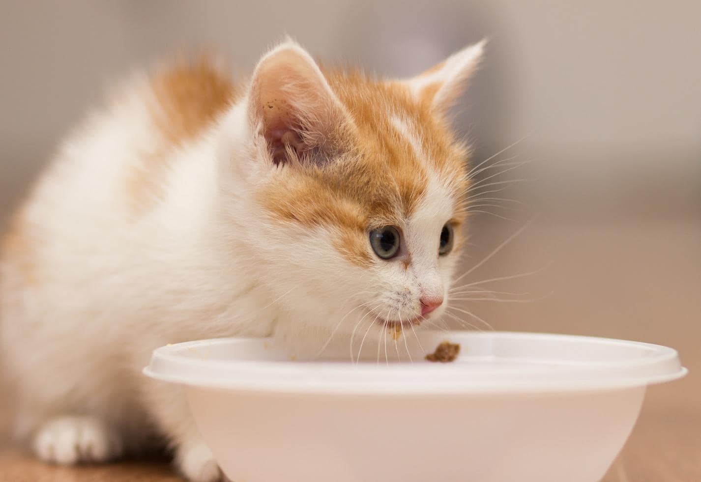 Chaton mangeant dans une assiette