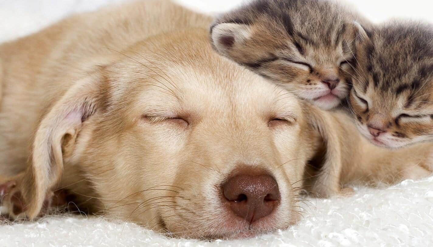Chiot labrador sable et chaton dormant ensemble