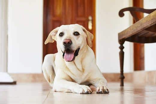 Labrador couché parterre à la maison.