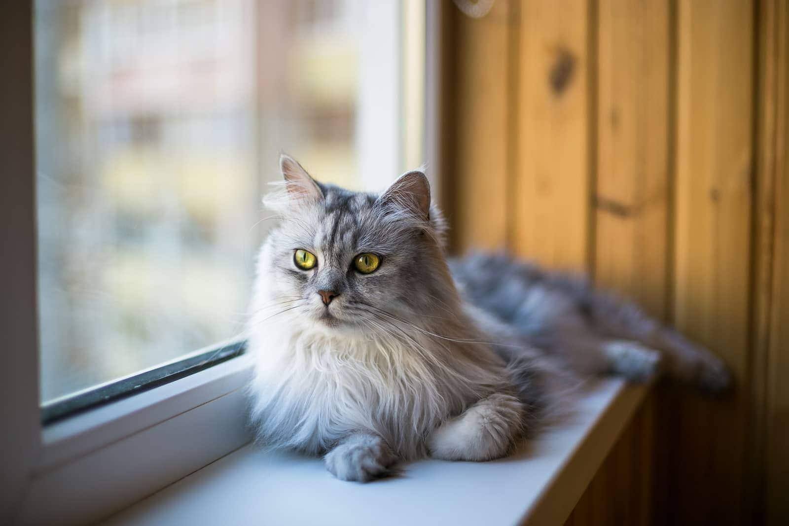 Chat à poil long reposant sur un rebord de fenêtre.