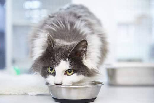 Chat gris et blanc à poils longs mangeant dans une gamelle
