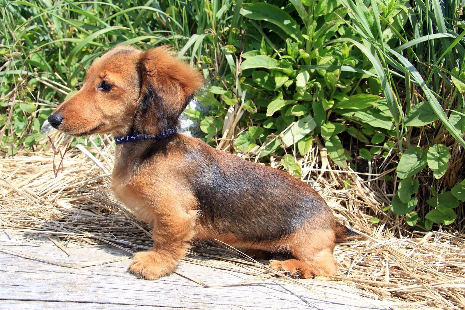 Chiot teckel à poil long marron dehors.