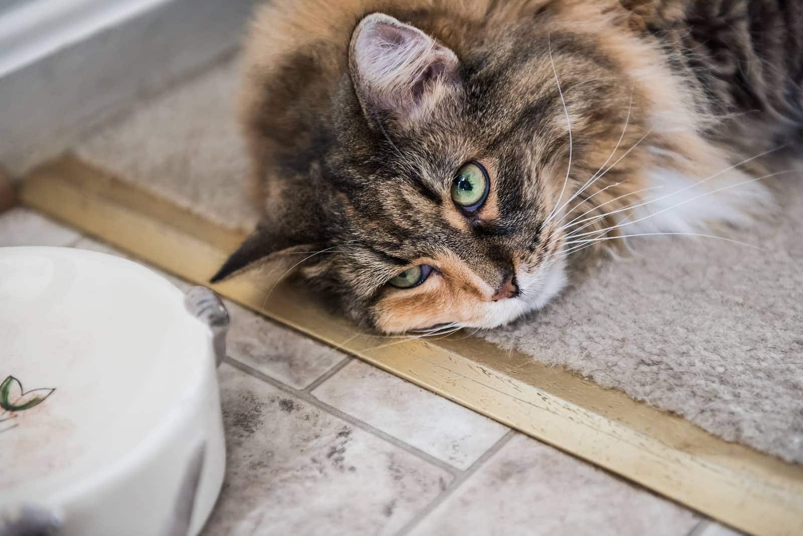 Un Maine Coon couché à côté d'une gamelle d'aliment pour chat