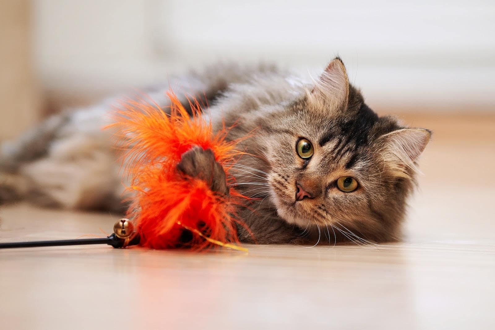 Maine coon jouant avec un jouet orange par terre.