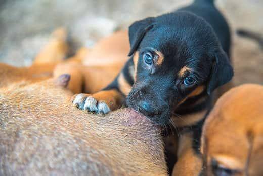 Chiots nouveau-nés tétant leur mère.