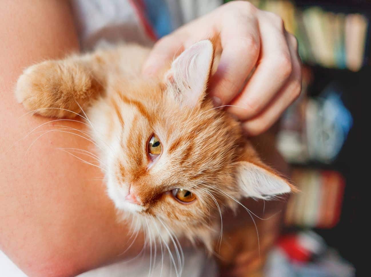 Des bras tenant un chat roux au poil soyeux