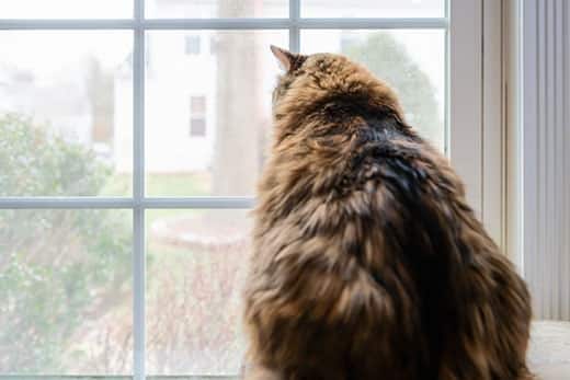 Chat en surpoids aux longs poils roux et noirs qui regarde à travers une fenêtre.
