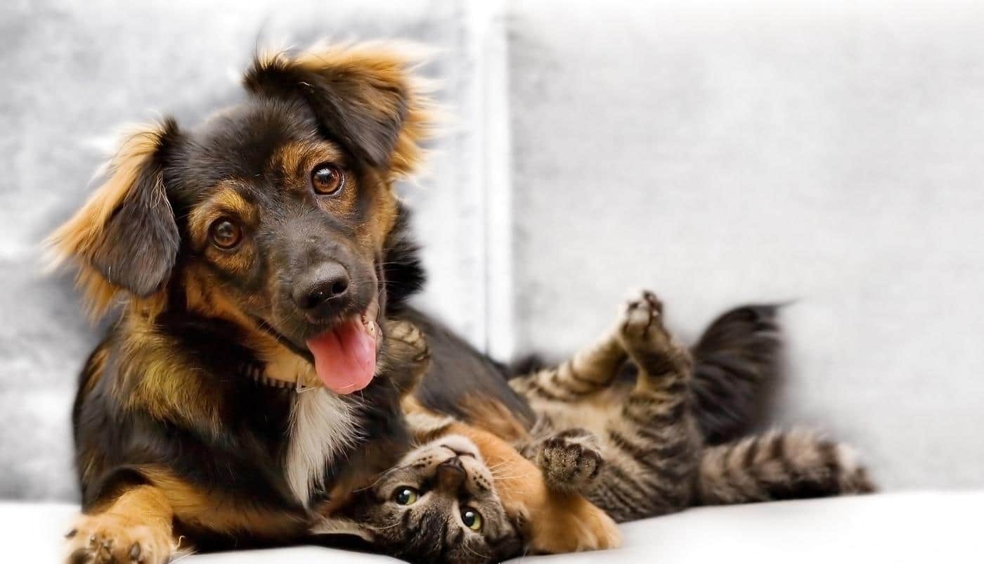 Chiot et chaton jouant sur un canapé