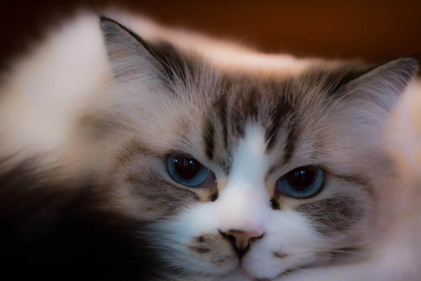 Magnifique Ragdoll aux yeux bleus.