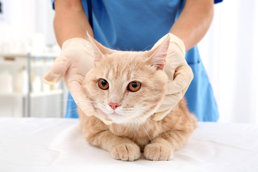 Chat roux tigré dans une clinique vétérinaire