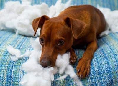 Chien marron couché sur un canapé bleu a l'air abattu après avoir déchiré un oreiller.