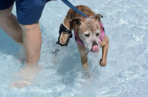 Boxer âgé de race croisée à tête blanche portant une orthèse et nageant dans une piscine.
