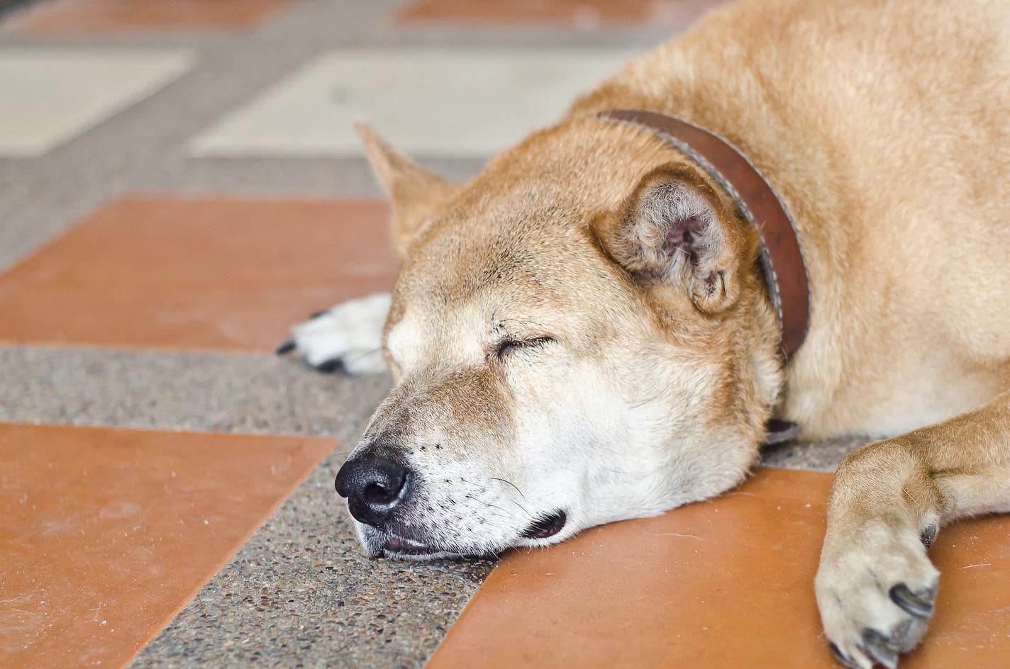 Shiba Inu sur un sol orange et gris