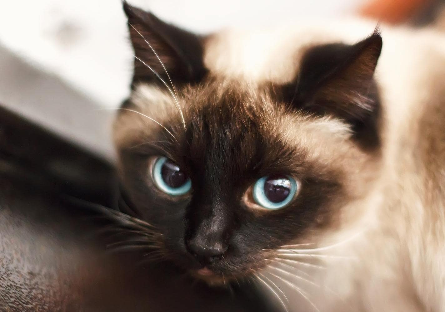 Chaton siamois aux yeux bleus.