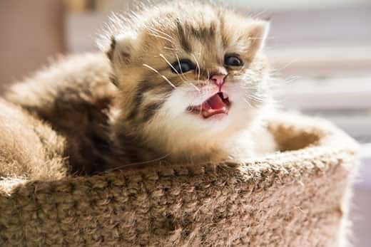 Petit chaton, dans un panier, émettant un petit miaulement.