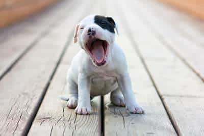 Un chiot American Staffordshire terrier, blanc avec une tache noire à l'œil, bâille assis sur des planches en bois