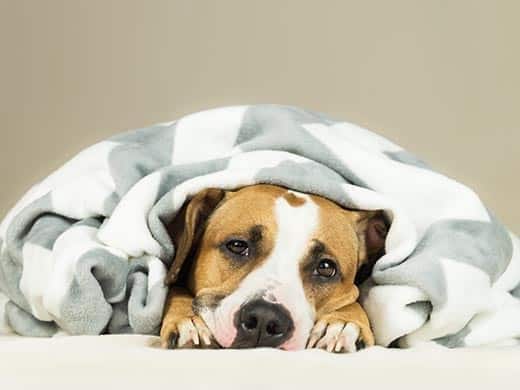 Staffordshire terrier enroulé dans une couverture.