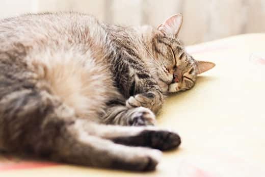 Chat gris rayé qui dort.