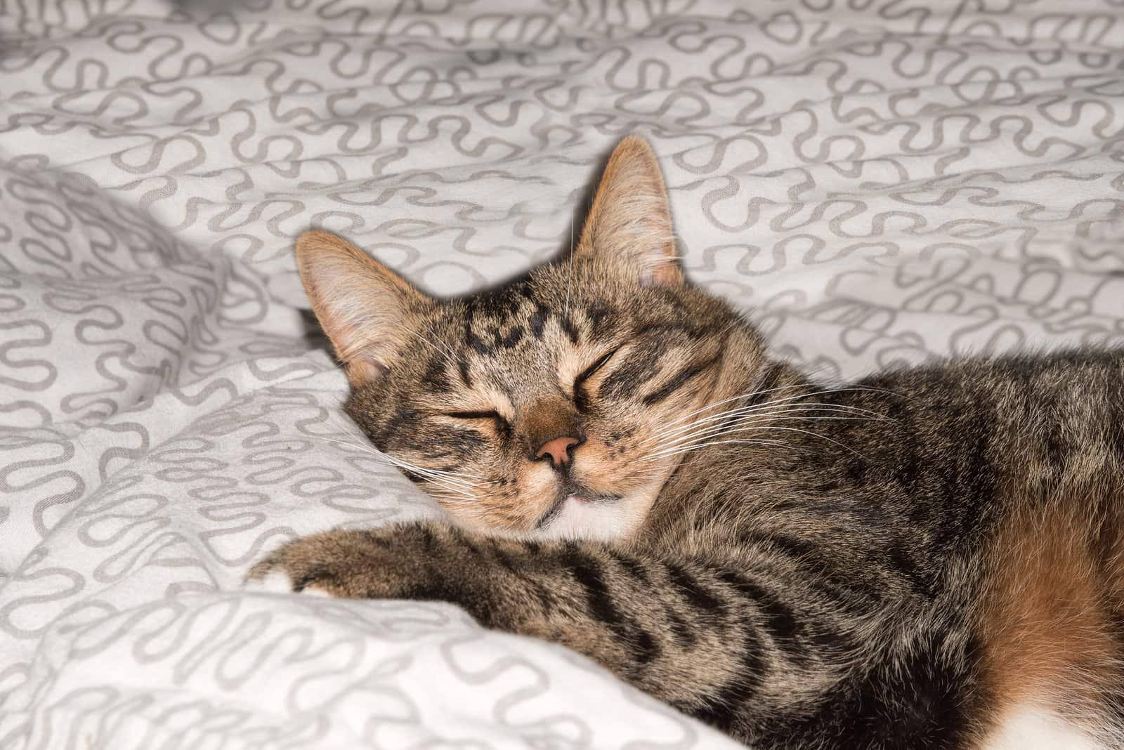 Chat se reposant sur un canapé en arrière-plan flou chat mignon et drôle chat en gros plan chat domestique chat se relaxant chat se reposant chat jouant à la maison chat élégant