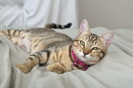 Chat gris tigré allongé sur un lit