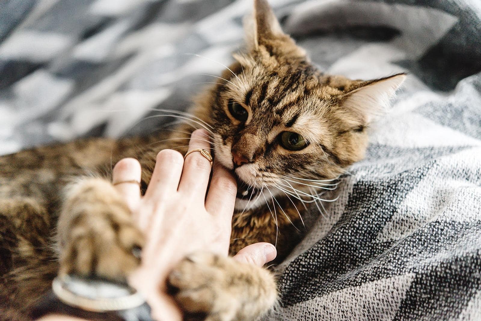 Chat tigré rayé sur le dos mordillant le doigt de son maître