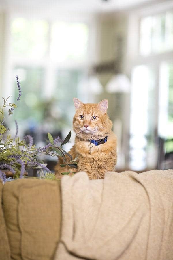 Chat roux tigré assis derrière un canapé marron clair près d'un lilas