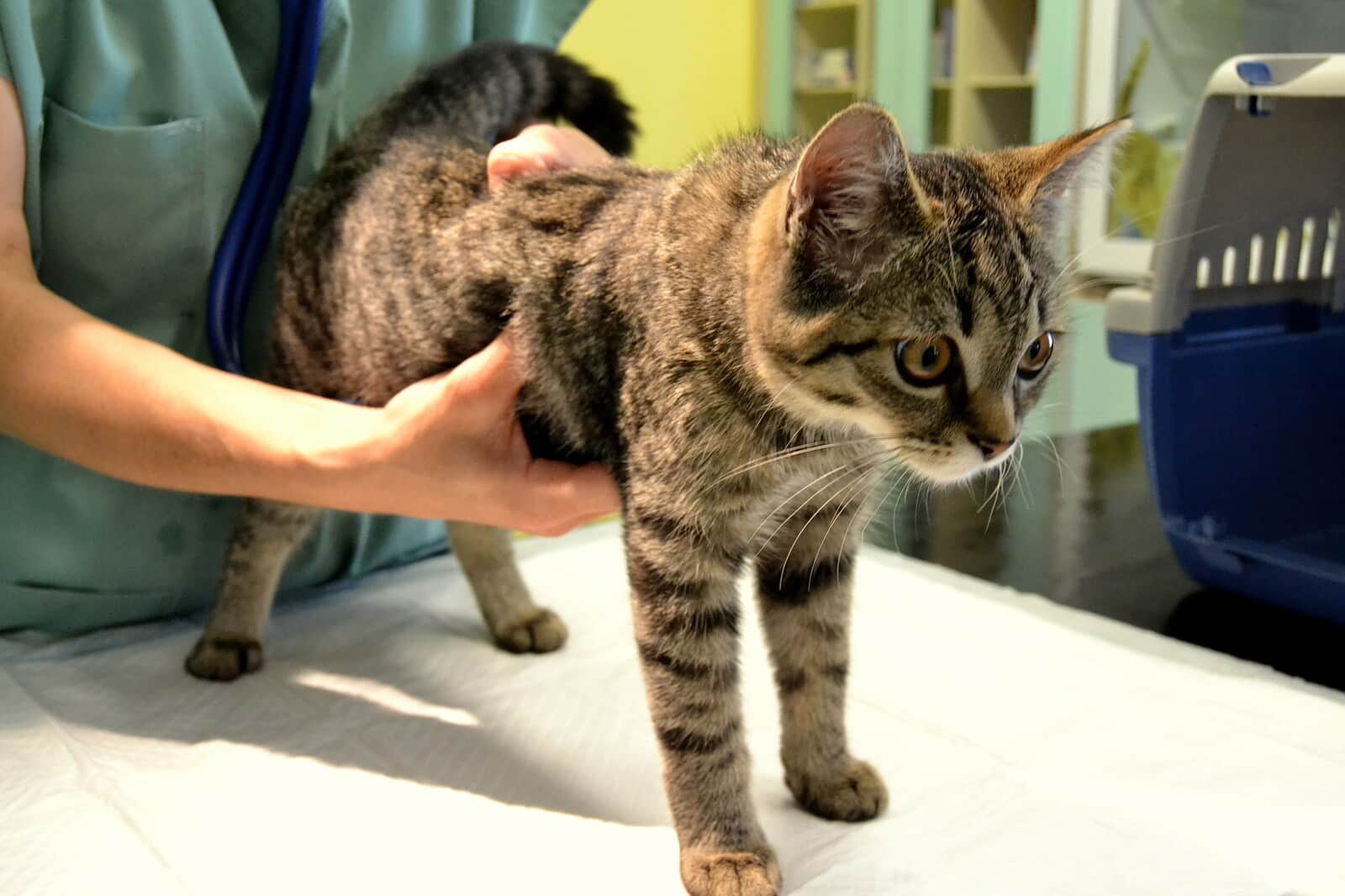 Chaton brun tigré ausculté par un vétérinaire sur une table.