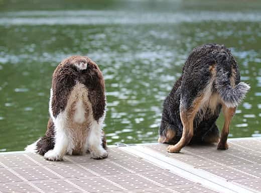 Deux chiens regardant dans l'eau depuis un quai