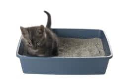 Chat dans un bac à litière
