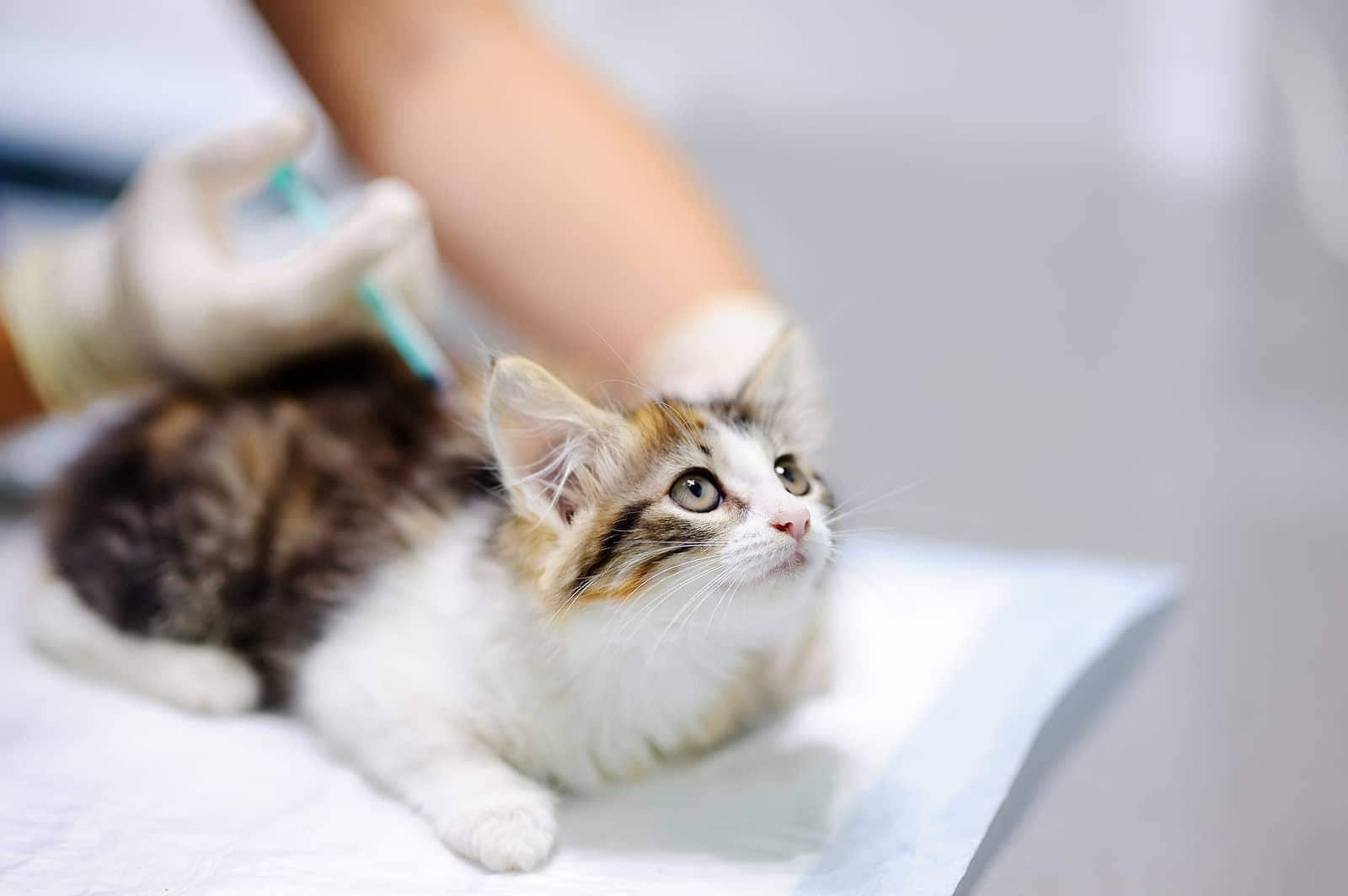 Vétérinaire vaccinant un chaton