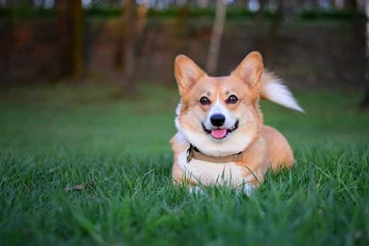 Smiling Chien Pembroke Welsh Corgi heureux allongé dans l'herbe verte
