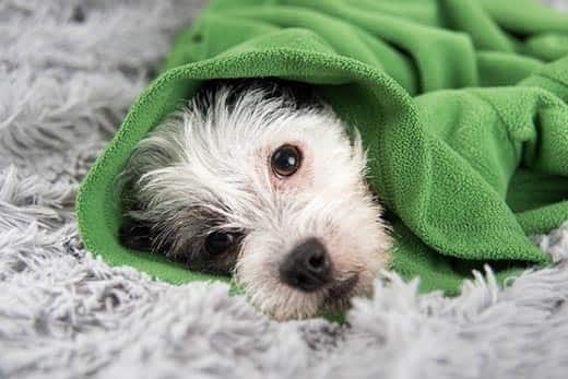 Chien blanc et noir allongé sur un tapis et enroulé dans un pull vert.