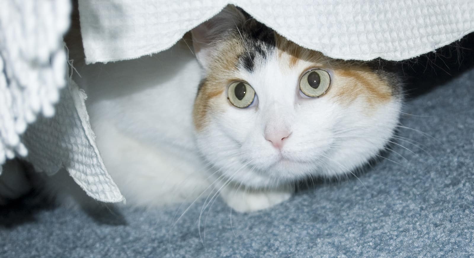 Chat tricolore blanc se cachant sous un lit.