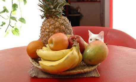Chat blanc regardant une coupe de fruits sur une table rouge