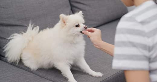 Femme nourrissant à la main un poméranien blond assis sur un canapé en tissu gris.
