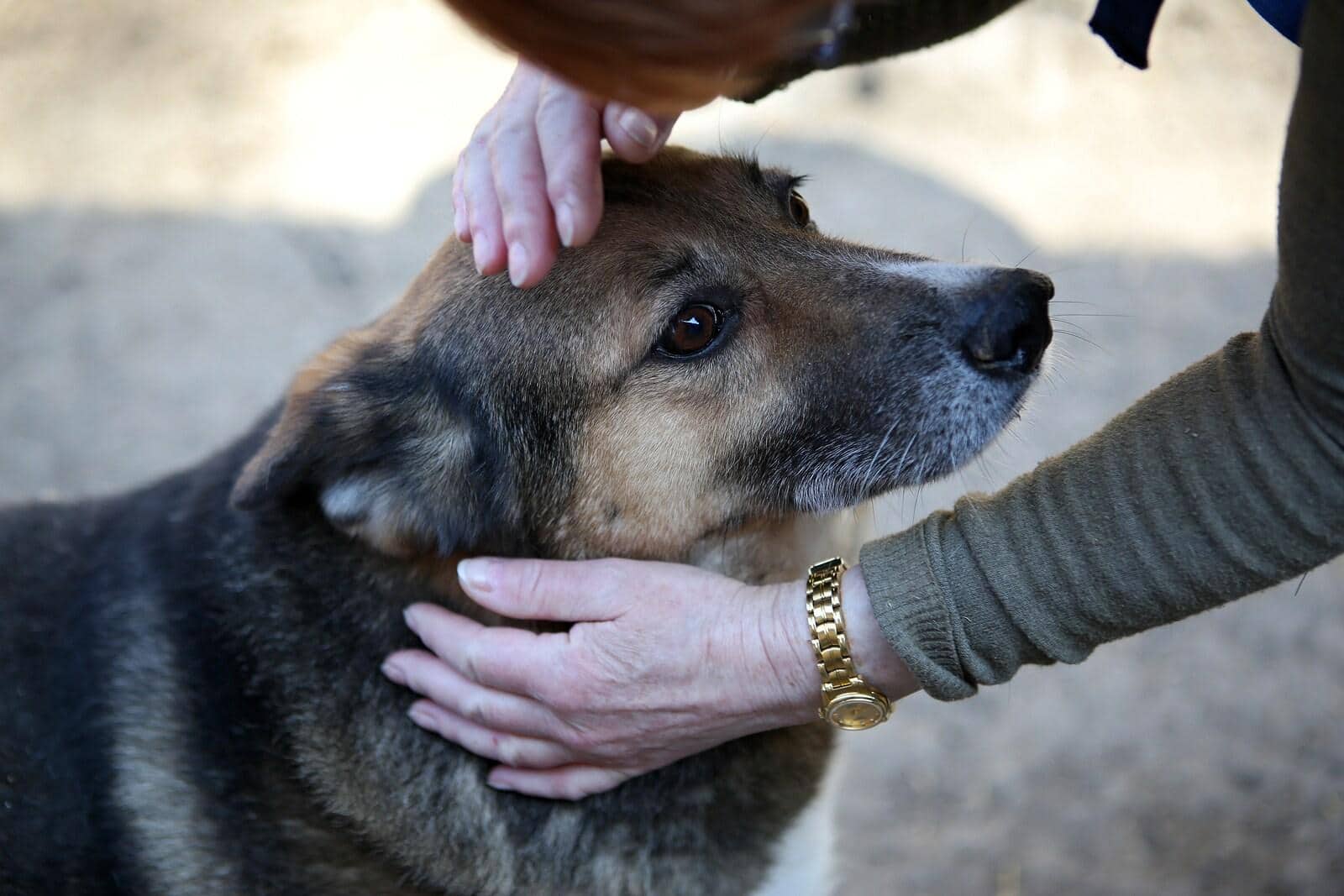 Femme caressant un croisé berger allemand sur la tête.