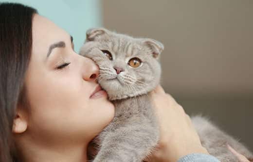 Femme tenant un Scottish Fold gris contre son visage pour le câliner.