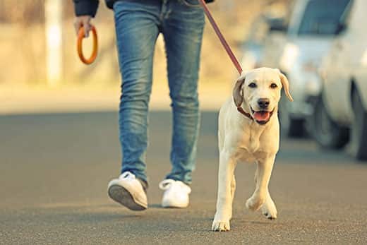 Propriétaire et Labrador marchant en ville sur fond flou