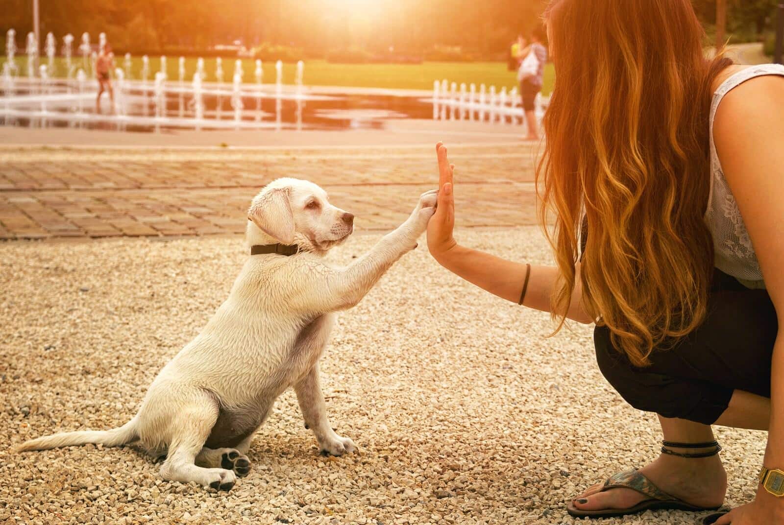 Chiot labrador sable et femme faisant un check dans un parc au coucher du soleil.