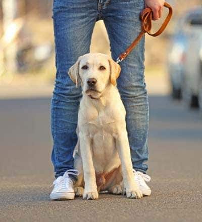 Labrador blanc tenu en laisse assis aux pieds de son maître