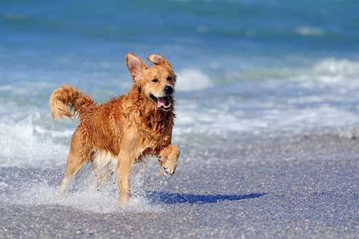 Jeune golden retriever courant sur la plage