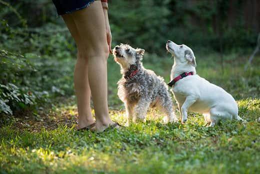 jeune femme jouant avec des chiens dans un jardin
