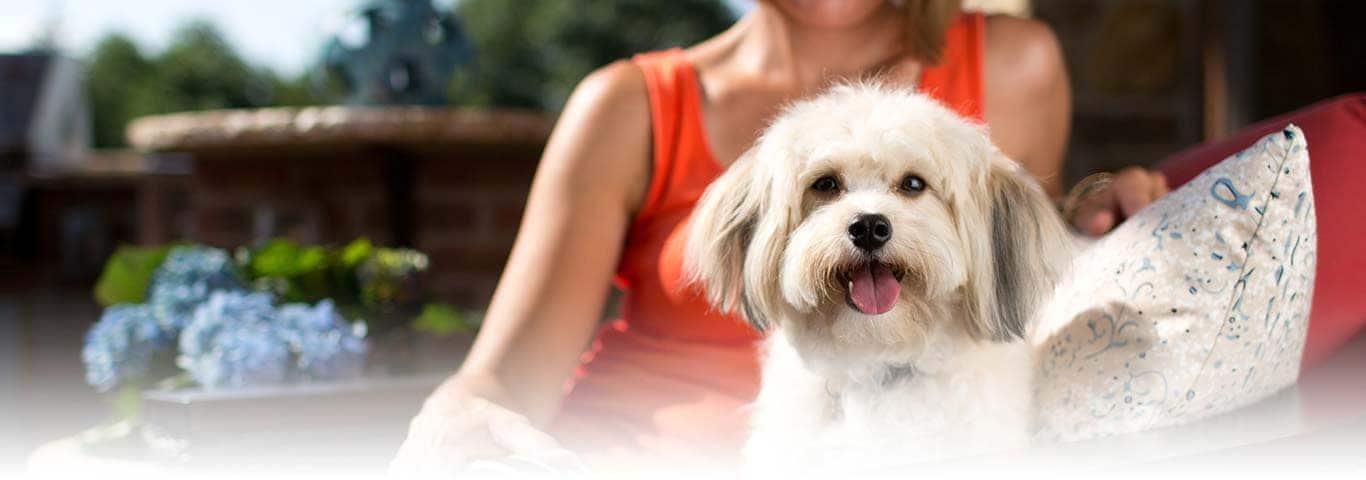 Photo of a Le Shih Tzu dog