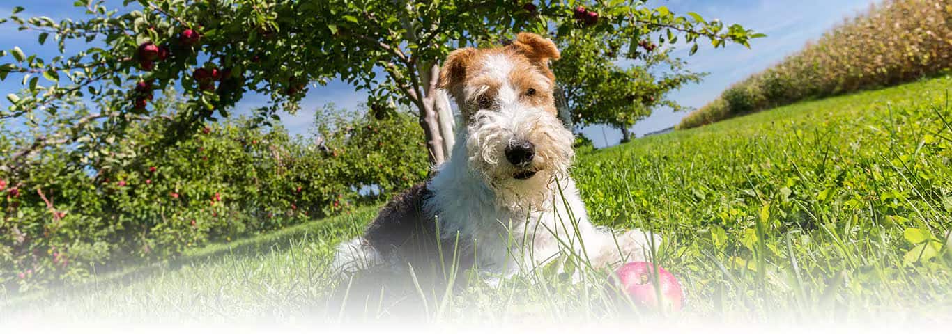 Photo of a Le Fox Terrier à Poil Dur dog