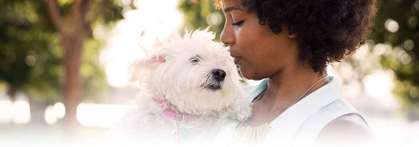 Photo of a Le West Highland White Terrier dog