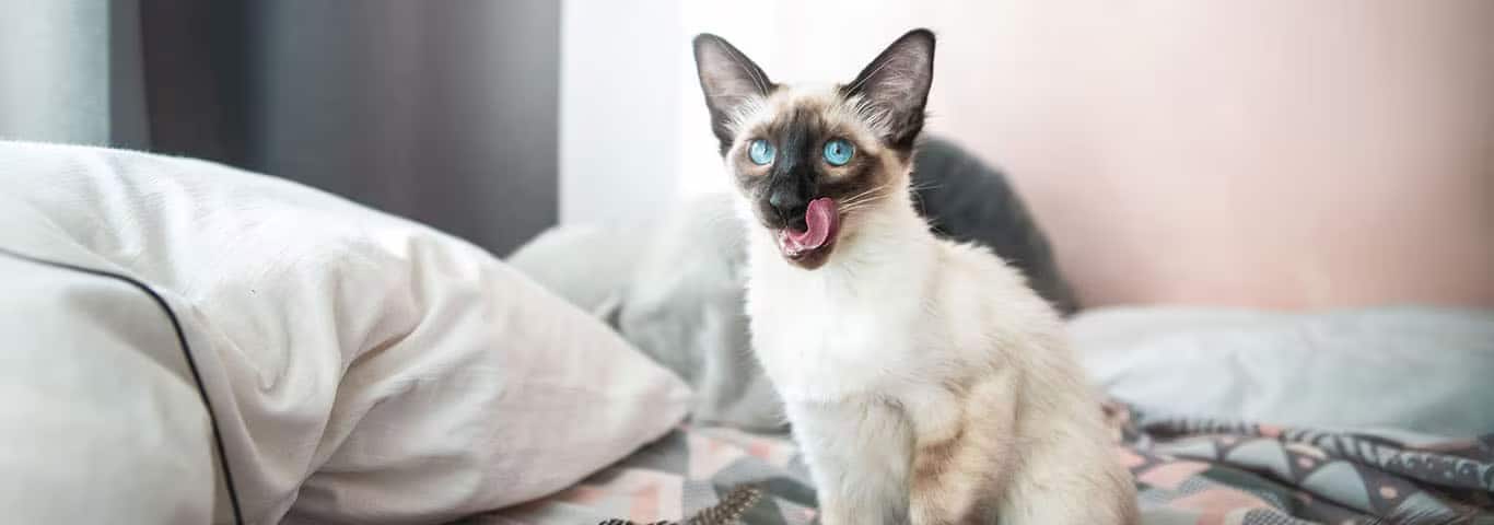Photo of a Le Balinais cat