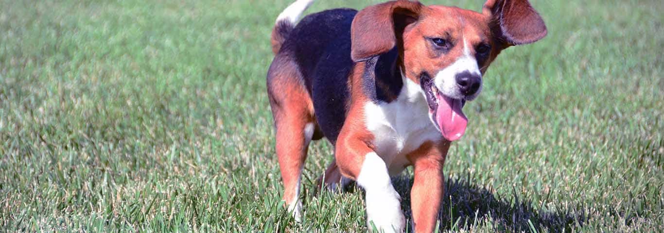 Photo of a Le Beagle dog