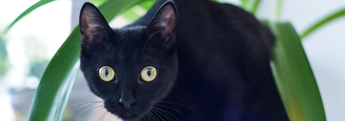 Photo of a Le Bombay cat