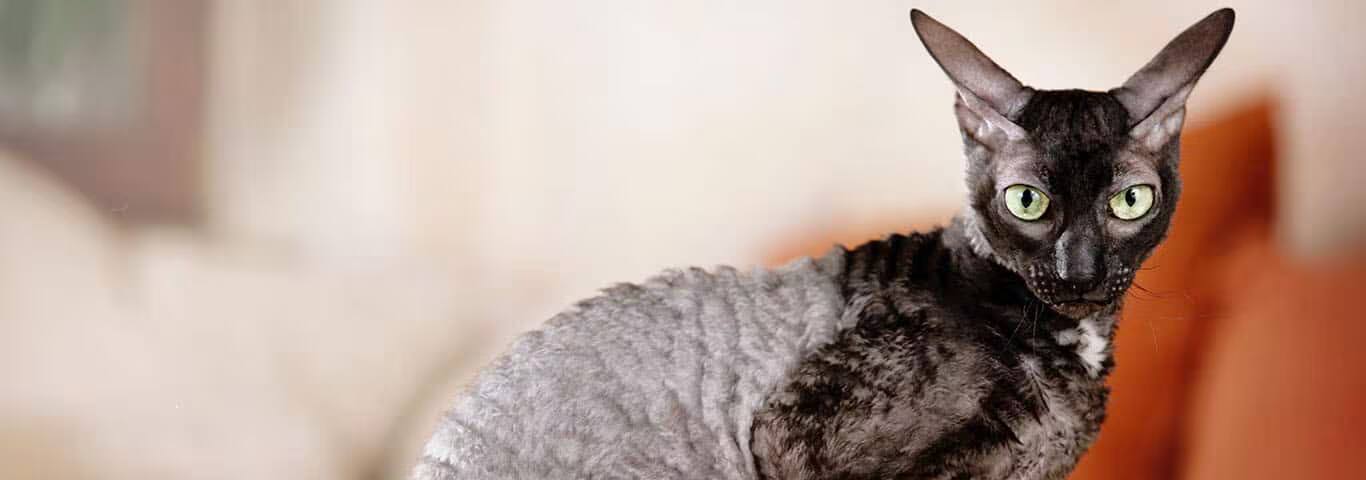 Photo of a Le Rex De Cornouailles cat