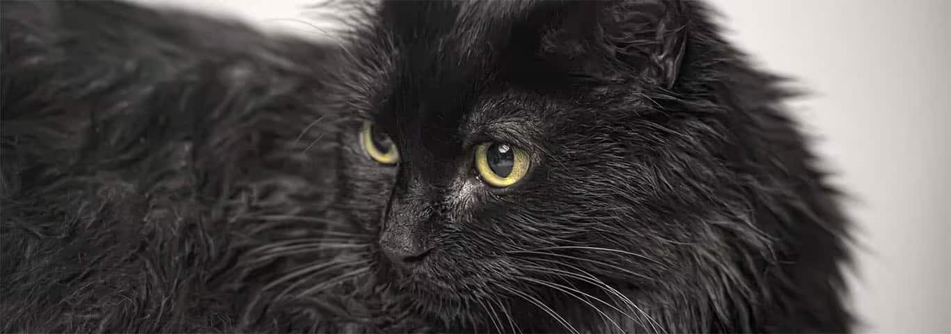 Photo of a Le Tiffany cat